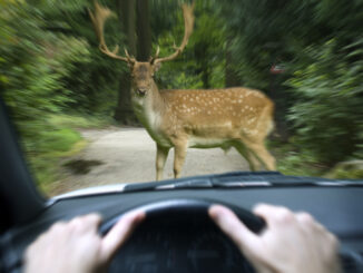 Wildunfälle im Herbst: Warum jetzt 10 % mehr Gefahr auf Deutschlands Straßen droht