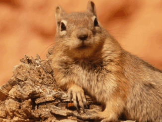 Vom Tiergarten Nürnberg in die Freiheit: Zehn Ziesel in Tschechien ausgewildert