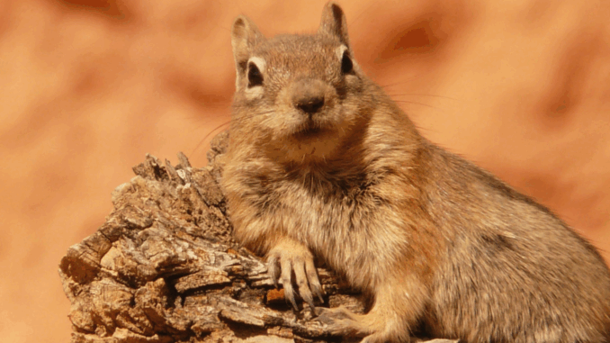 Ziesel (über LoggaWiggler)