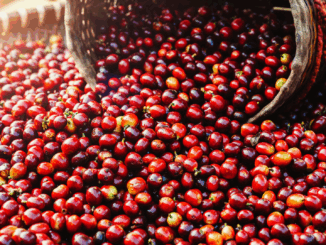 Deutsche Obstbauern melden starke Kirschenernte 2025