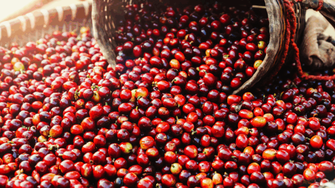 Kirschenernte (über jakkapan21)