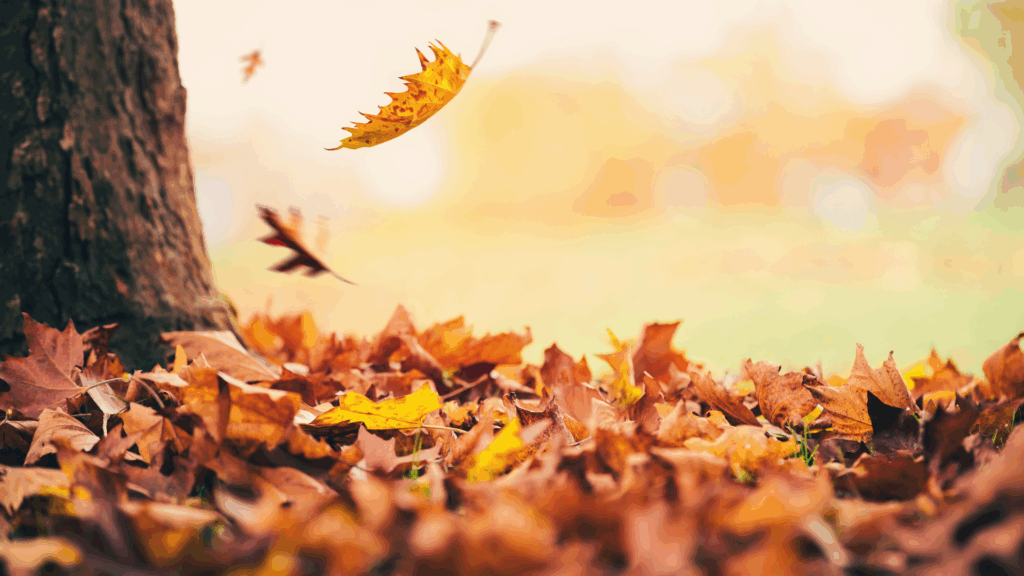 Laubbläser & Laubsauger im Herbst: Tipps für sicheren und sinnvollen Einsatz