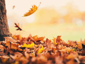 Laubbläser & Laubsauger im Herbst: Tipps für sicheren und sinnvollen Einsatz