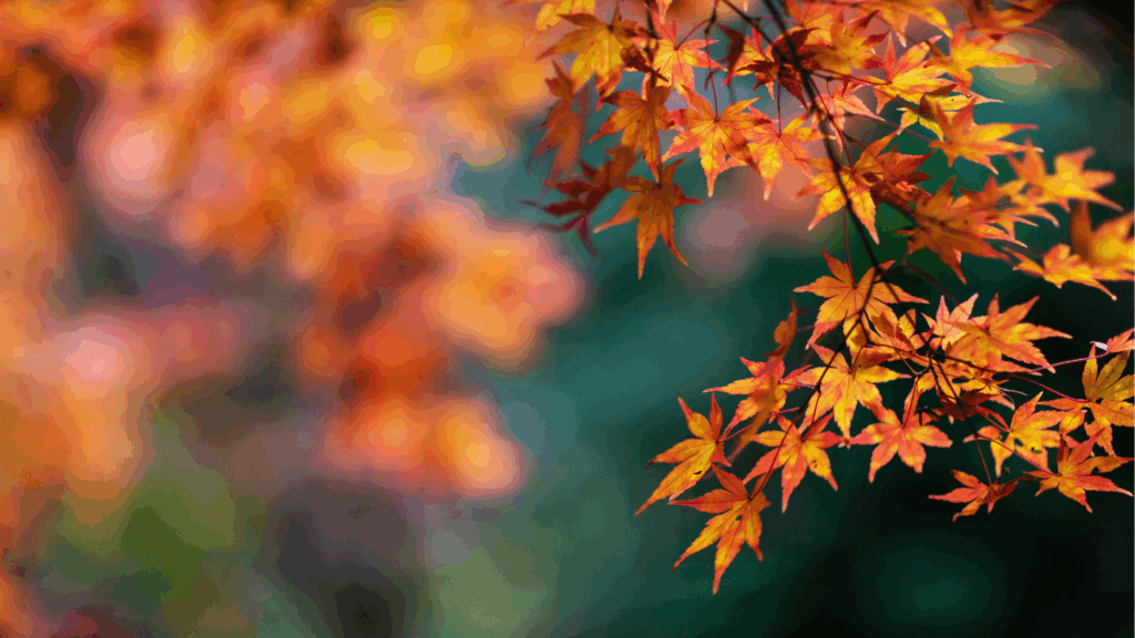 Herbstzeit ist Laubzeit: Warum das Entfernen jetzt so wichtig ist