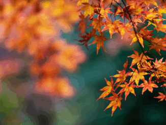 Herbstzeit ist Laubzeit: Warum das Entfernen jetzt so wichtig ist