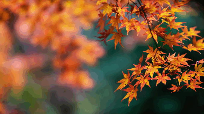 Herbst (über Koichi Yoshii)