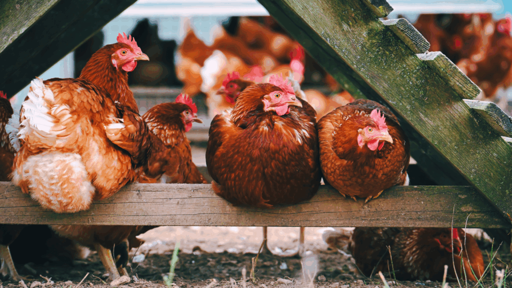 Vogelgrippe sorgt für Stallpflicht: So steht es um Geflügelfleisch und Eier Vogelgrippe sorgt für Stallpflicht: So steht es um Geflügelfleisch und Eier