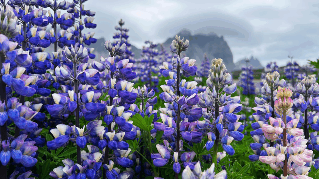 Hülsenfrüchte: Warum Ackerbohne & Co. ein unterschätzter Ernährungsschatz sind Hülsenfrüchte: Warum Ackerbohne & Co. ein unterschätzter Ernährungsschatz sind