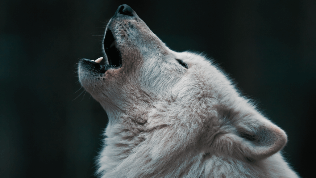 Wolfsmanagement ohne Zahlen: Die Bundesregierung verkauft Symbolpolitik als Lösung