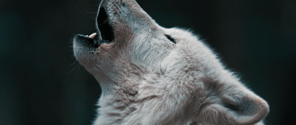 Wolfsmanagement ohne Zahlen: Die Bundesregierung verkauft Symbolpolitik als Lösung