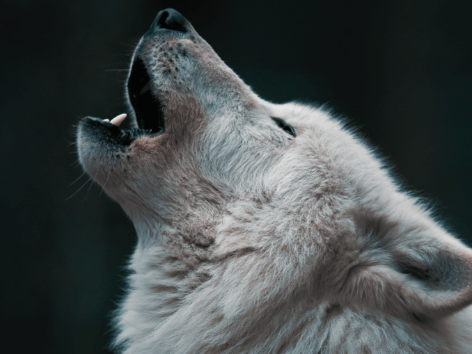 Wolfsmanagement ohne Zahlen: Die Bundesregierung verkauft Symbolpolitik als Lösung