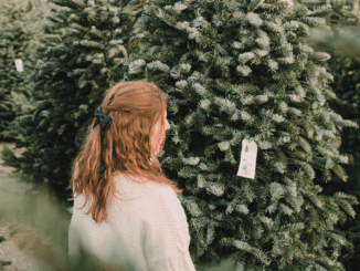 So kommt der Weihnachtsbaum sicher nach Hause