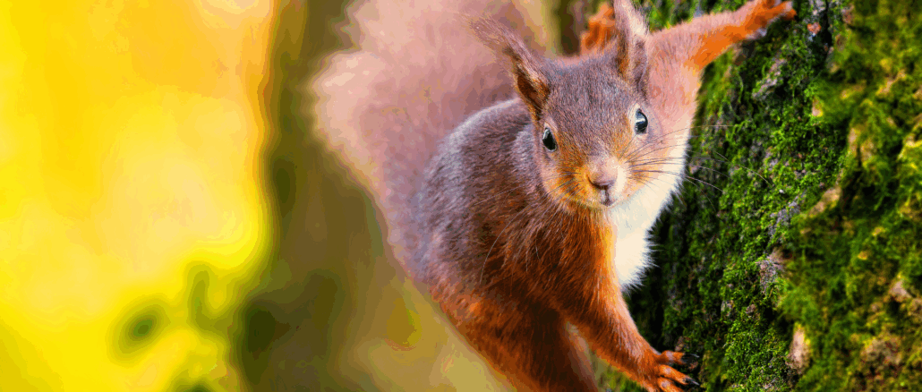 Nürnberg installiert erste Eichhörnchenbrücke über der Eichendorffstraße