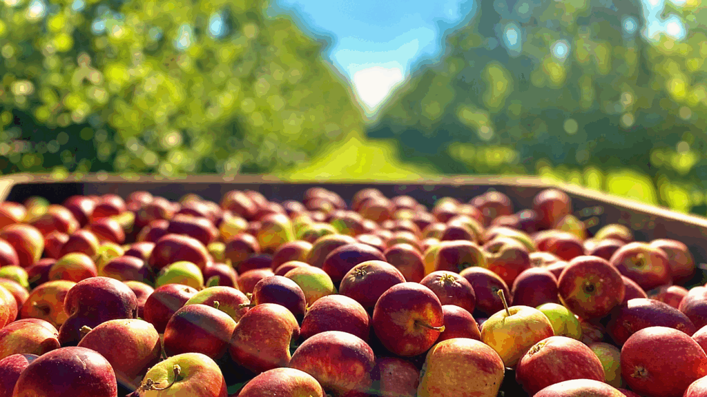 Apfelernte 2025 deutlich über Durchschnitt: Obstbau verzeichnet starkes Jahr