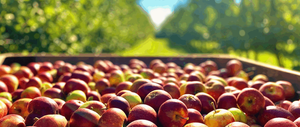 Apfelernte 2025 deutlich über Durchschnitt: Obstbau verzeichnet starkes Jahr