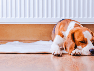 Süddeutschland heizt am wärmsten: In Bayern und Baden-Württemberg liegen die Raumtemperaturen über dem Bundesschnitt