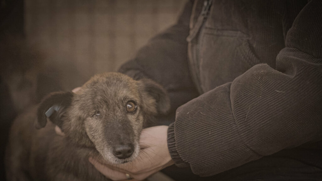 ProSieben-Doku deckt auf: So funktioniert Rumäniens Hunde-Mafia – und wie Influencer sie stoppen wollen ProSieben-Doku deckt auf: So funktioniert Rumäniens Hunde-Mafia – und wie Influencer sie stoppen wollen