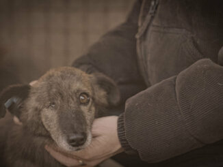 ProSieben-Doku deckt auf: So funktioniert Rumäniens Hunde-Mafia – und wie Influencer sie stoppen wollen