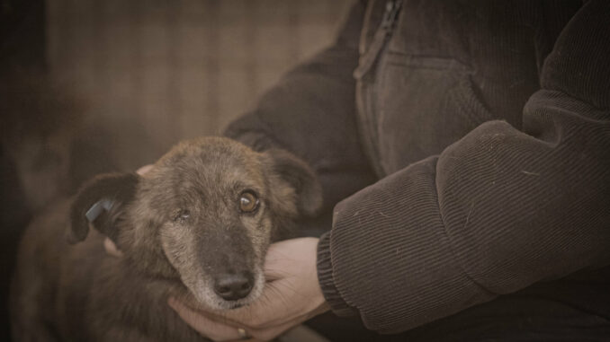 ProSieben-Doku deckt auf: So funktioniert Rumäniens Hunde-Mafia – und wie Influencer sie stoppen wollen